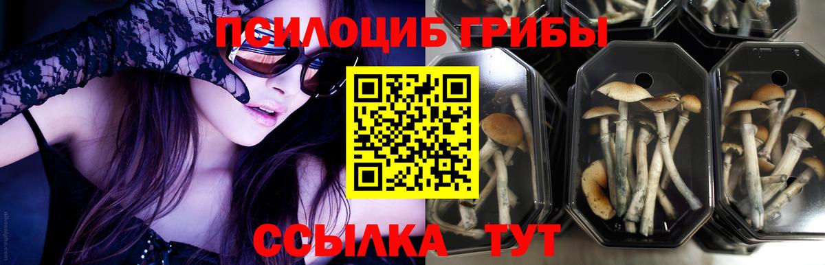Псилоцибиновые грибы Psilocybe  Псилоцибиновые грибы Psilocybe  Каспийск  Вход с VPN 
